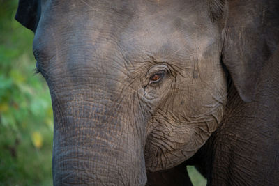 Close-up of elephant