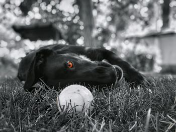 Dog lying in the grass