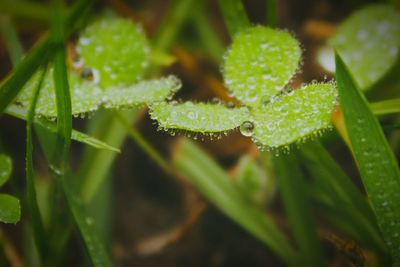 Close-up of plant