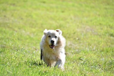 Portrait of dog running on grass