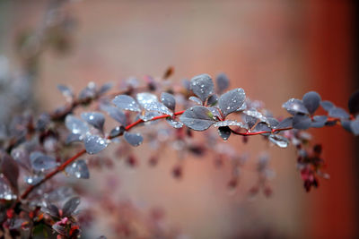 Close-up of raindrops on plant leaves