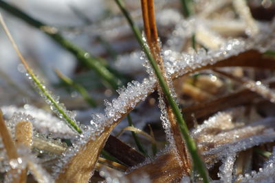 Close-up of frozen plant during winter