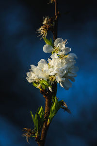 Close-up of white flowering plant