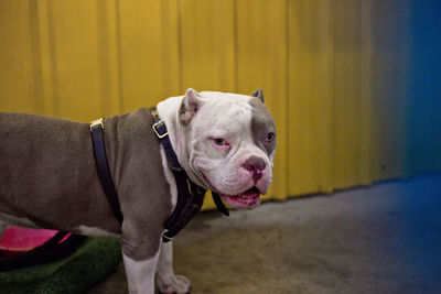 Close up portrait of abkc purebred original american bully classic dog in urban surrounding