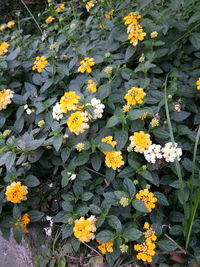 High angle view of yellow flowering plants