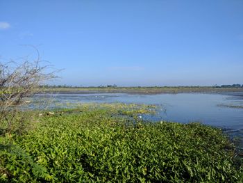 Scenic view of sea against clear blue sky