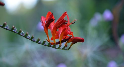 Close-up of red flower blooming outdoors