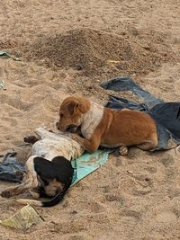 dog