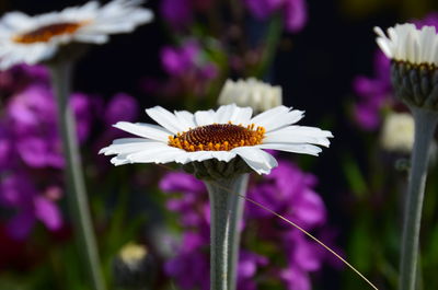 Close-up of insect on purple flowering plant