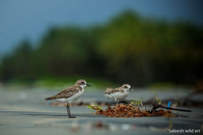 Close-up of birds perching on a tree