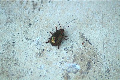 Close-up of insect