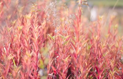 Close-up of pink flowering plants on field