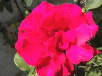 Close-up of pink flower blooming outdoors