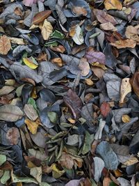 Full frame shot of dry leaves on field
