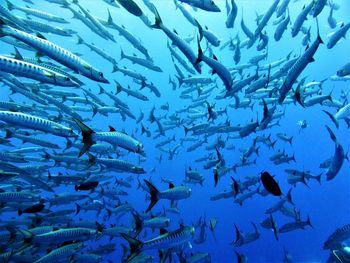 Fish swimming in sea