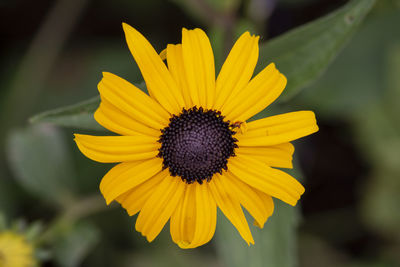 Close-up of yellow flower