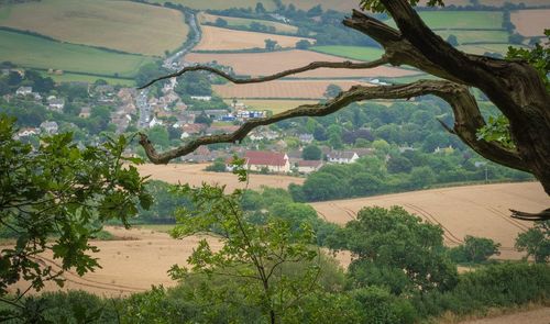 Scenic view of agricultural field