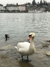 Swans swimming on lake