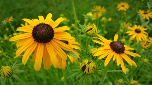 Close-up of sunflower blooming in field