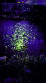 Reflection of trees in water