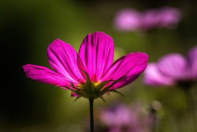 Close-up of pink flowering plant