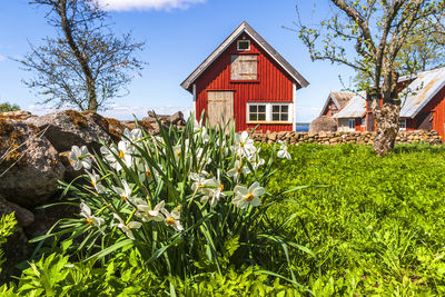 Plants growing on field by building