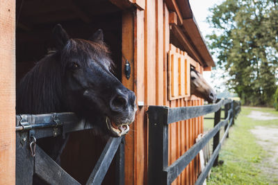 Close-up of horse