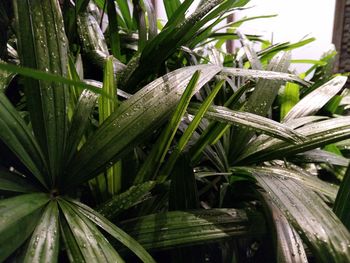 Close-up of wet plant