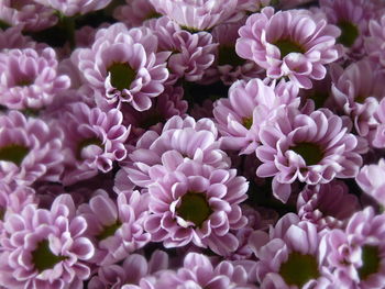 High angle view of pink flowering plants