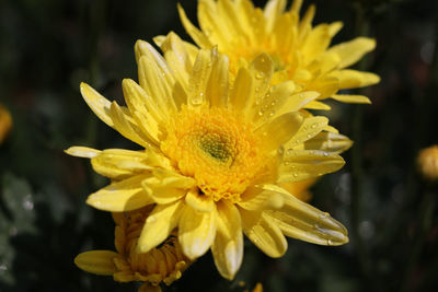 Close-up of yellow flower blooming outdoors