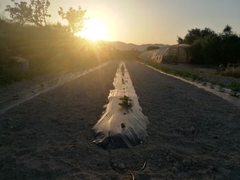 View of bird on road at sunset