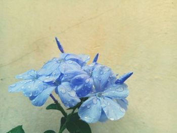 Close-up high angle view of blue flower