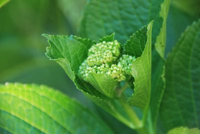 Close-up of fresh green leaves on plant