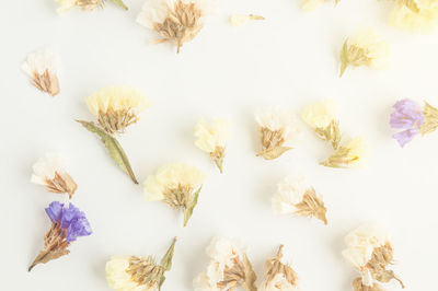 High angle view of flowering plants against white background