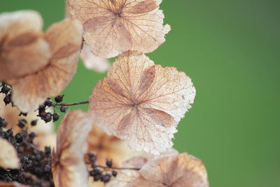 Seed pods  ready to fly