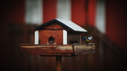 Close-up of bird on birdhouse