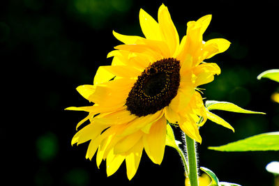 Close-up of bee on sunflower