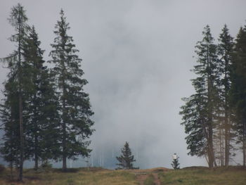 Pine trees in forest against sky during winter