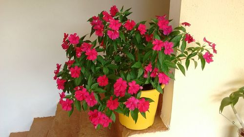 Close-up of pink flowers