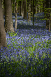 Hallerbos, bluebells flowers growing in the forest