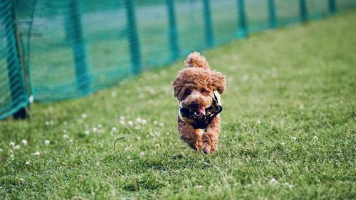 Close-up of dog on grassy field