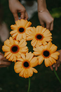 Close-up of yellow flowering plant