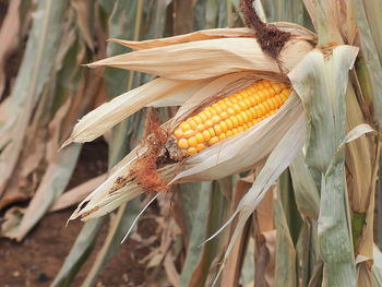 Close-up of corn on field