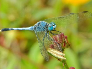 Close-up of dragonfly on leaf