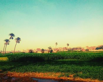 Scenic view of field against clear sky