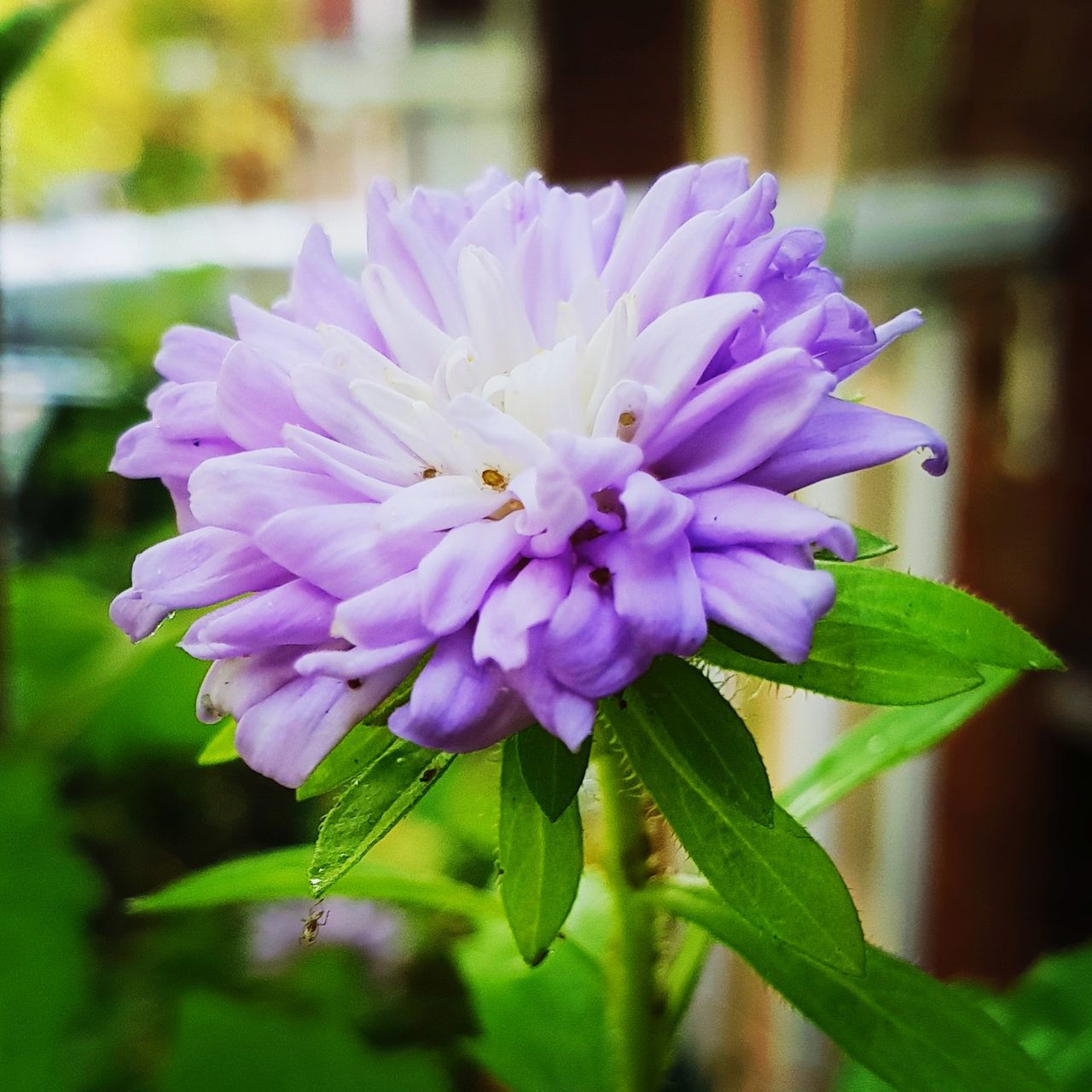 flower, flowering plant, fragility, vulnerability, beauty in nature, plant, freshness, petal, close-up, growth, inflorescence, flower head, purple, focus on foreground, nature, leaf, plant part, day, no people, outdoors, pollen