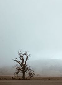 Bare tree on field against sky