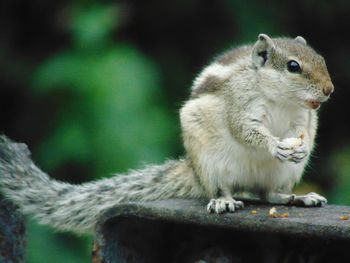 Close-up of squirrel
