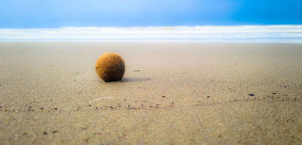 Close-up of seashell on sand