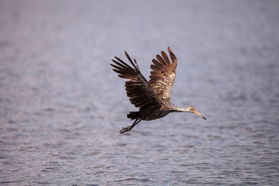 Bird flying over sea